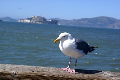 Alcatraz Prison and bird