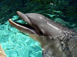 dolphin at Seaworld Florida